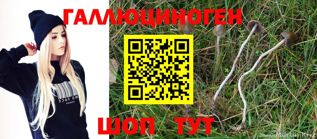 Псилоцибиновые грибы Psilocybe Мончегорск